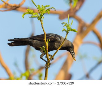 House Crow (Corvus Splendens)