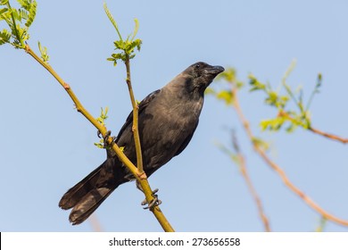 House Crow (Corvus Splendens)