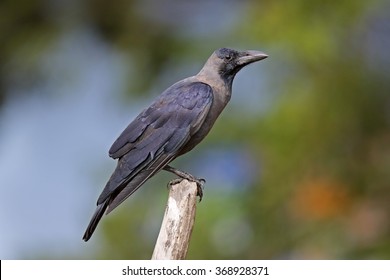 40 Sri Lankan Crow Images, Stock Photos & Vectors 