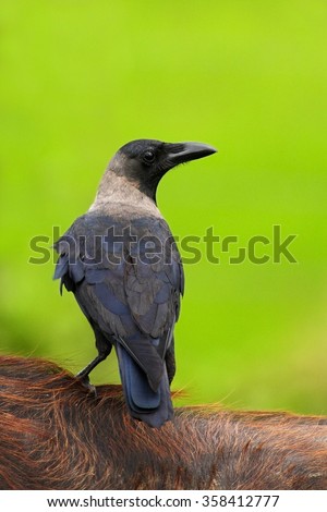 House Crow, Corvus splendens, black and grey bird sitting on furry back of cow, clear green background, Yala National park, Sri Lanka.