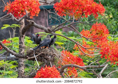 House crow (Corvus splendens) feeding baby and juvenile birds in the nest, also known as the Indian, greynecked, Ceylon or Colombo crow is a common bird of the crow family. Asian origin bird.