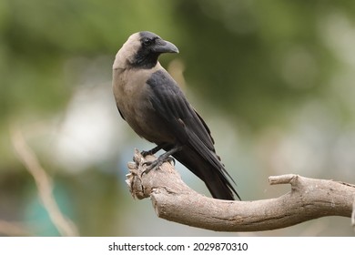 A House Crow Perched On A Branch