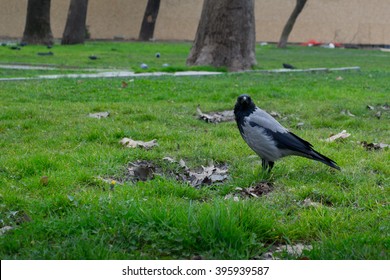 A House Crow Sitting On The Grass.