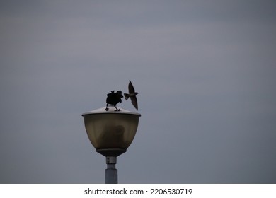 House Crow In An Urban Park