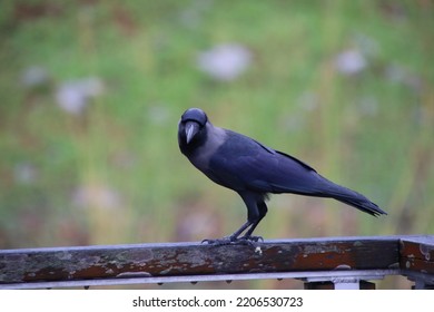 House Crow In An Urban Park