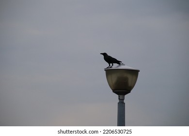 House Crow In An Urban Park