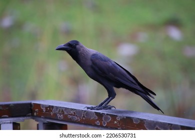 House Crow In An Urban Park