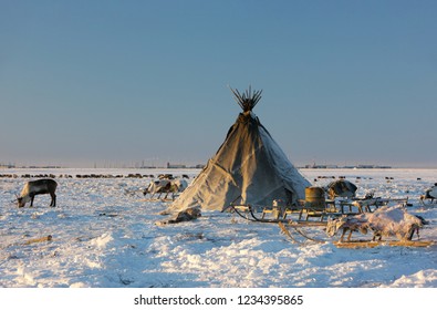 House And Deer In The Tundra. Swedish Reindeer Breeding. Sami People Of Sweden