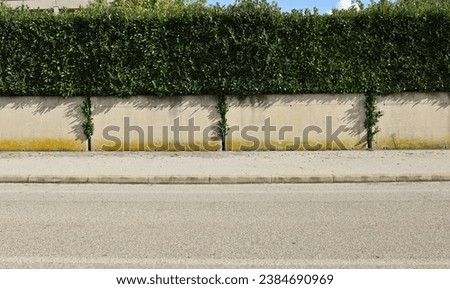 House fence consisting by a large concrete separated rectangle block wall and a hedge above. Cement sidewalk and asphalt street in front. Background for copy space.