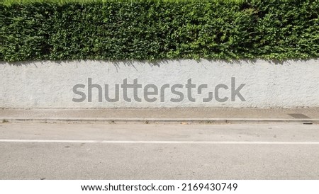 House fence consisting of a rough gray plaster wall and a hedge above. Porphyry sidewalk and paved street in front. Background for copy space.