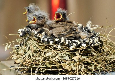 House Finch.  Baby Birds In A Nest. Birds Calling. 