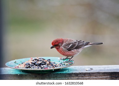 House Finch Bird Eating Bird Seed 
