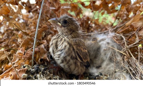 House Finch In A Bird Nest With Baby Birds