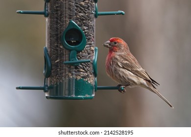 House Finch eating sunflower seed at a feeder. Captured in Richmond Hill, Ontario, Canada.