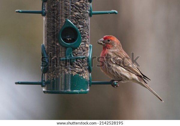 House Finch eating sunflower seed at a\
feeder. Captured in Richmond Hill, Ontario,\
Canada.