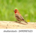 A House Finch enjoying the day