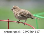 A house finch fledgling perched on a metal wire.