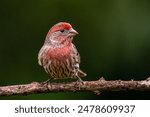 A house finch (Haemorhous mexicanus) atop a branch of a tree in its natural habitat