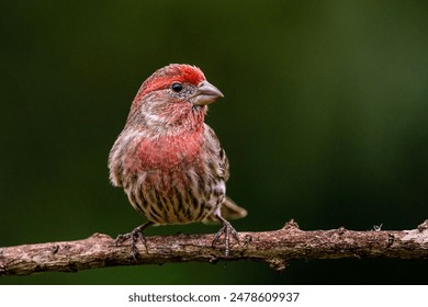 A house finch (Haemorhous mexicanus) atop a branch of a tree in its natural habitat