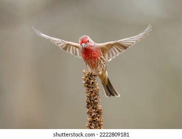 House finch lifting off from mullein with wings spread.