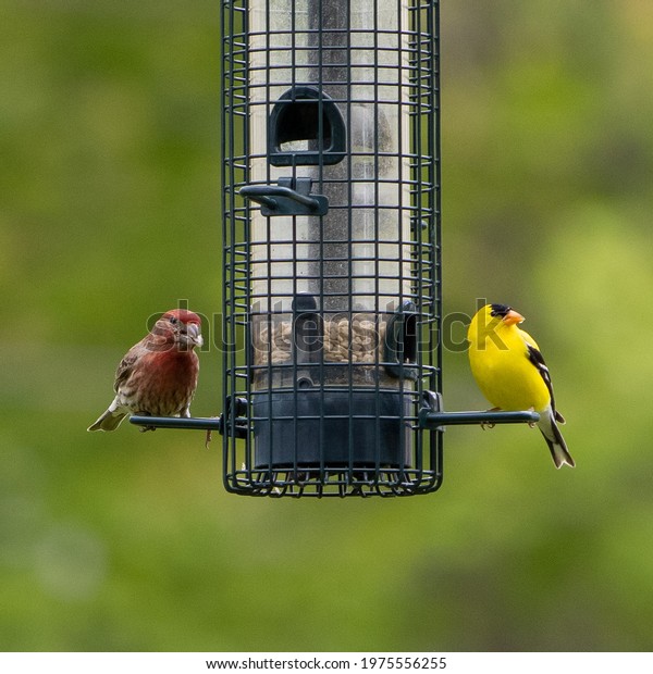 House Finch and Male Goldfinch Sharing a meal on a\
backyard feeder