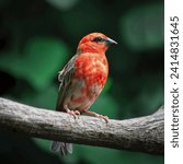 House Finch. A member of Finch family