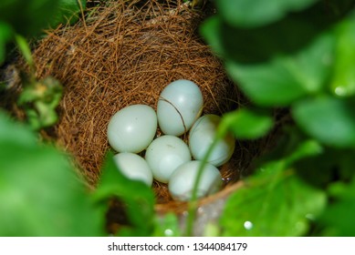 House Finch Nest Full Of Six Eggs