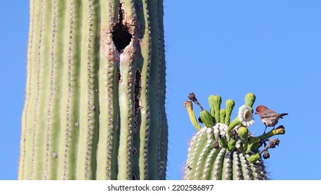 House Finch On A Big Saguaro, Arizona