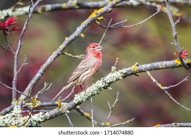 A House Finch On A Branch At Mountain View Cemetery In Oakland, California.