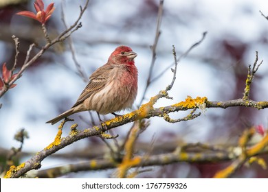 A House Finch on a branch at Mountain View Cemetery in Oakland, California.