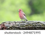 A House Finch on a log