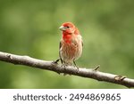 A House finch on a tree branch