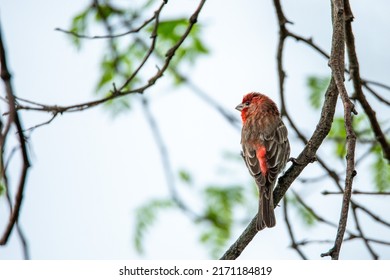 House Finch Over Looking His Nest