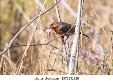 House Finch At César Chávez Park In Berkeley, California.