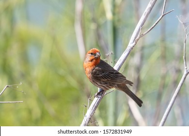 House Finch At César Chávez Park In Berkeley, California.