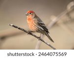 House finch perched during spring in early light.