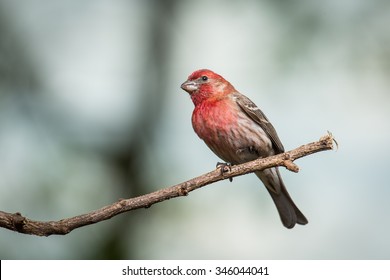 A House Finch Perched On A Limb In Northern Lexington, KY.