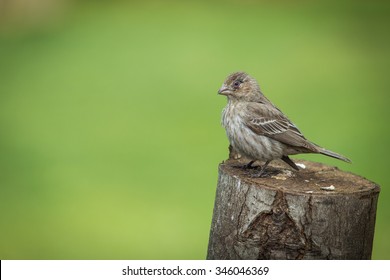 A House Finch Perched On A Limb In Northern Lexington, Kentucky.