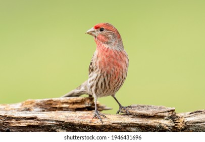 House Finch Perched On A Log.