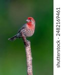 House finch perched on top of a branch.