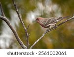 House Finch perched on a tree branch