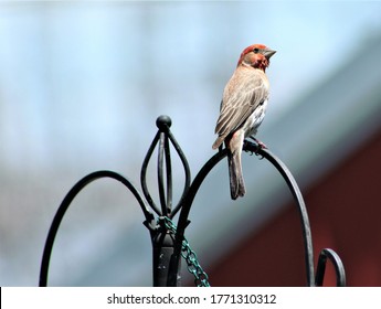 House Finch Perching On Shepherd Hook