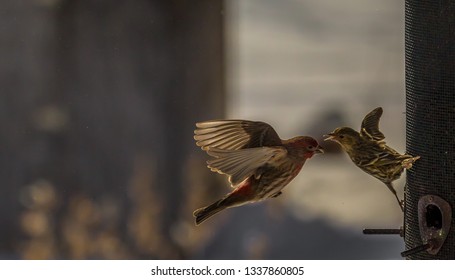 House Finch And Pine Siskin Fighting At The Bird Feeder.