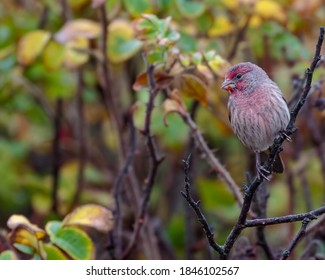 A House Finch With Sticky Berry Juices On His Bill At Canon Beach, Oregon.