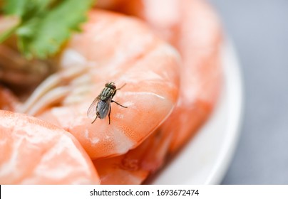 House Flies On Shrimp The Dirty Food Contamination Hygiene Concept / Fly On Food 