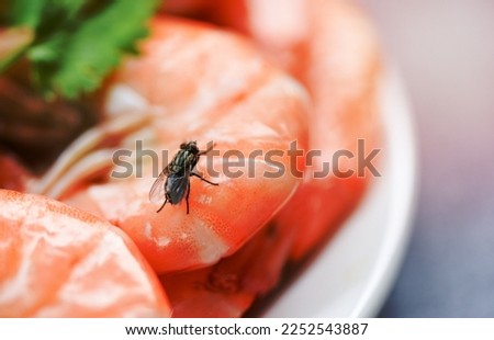 house flies on shrimp the dirty food contamination hygiene concept. fly on food