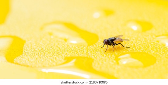 House Fly Close Up Macro Shot On Yellow Plastic Texture With Water Drop, Food Contamination Hygiene Concept. The Flies Are Insect Carriers Of Cholera. 