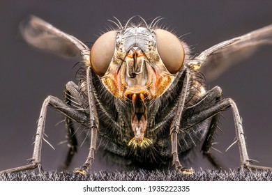 House Fly Close Up On Grey Background 