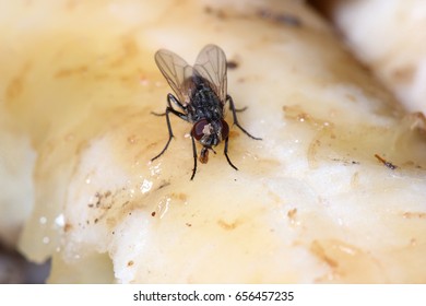 9,932 House flies on food Images, Stock Photos & Vectors | Shutterstock