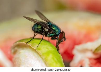 Mosca doméstica, mosca o plaga de insecto parásito de la mosca Sarcophagidae sobre la fruta. Peligro de propagación de vectores de enfermedades, transmisión de patógenos o germen de infección
